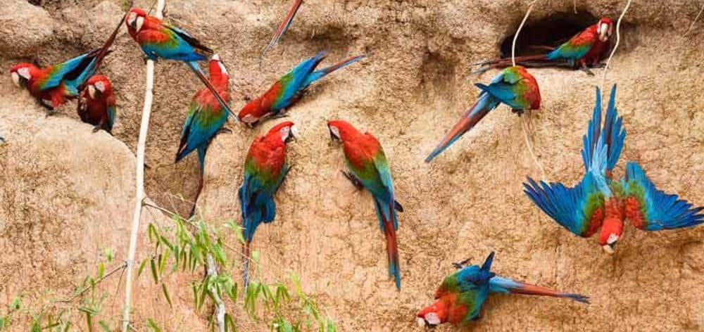 observacion fauna
