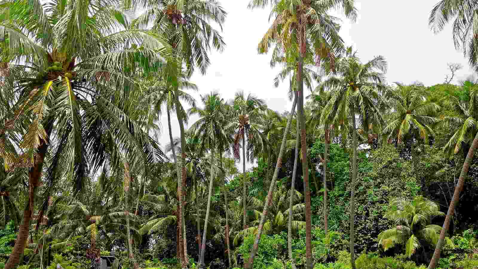 selva del peru