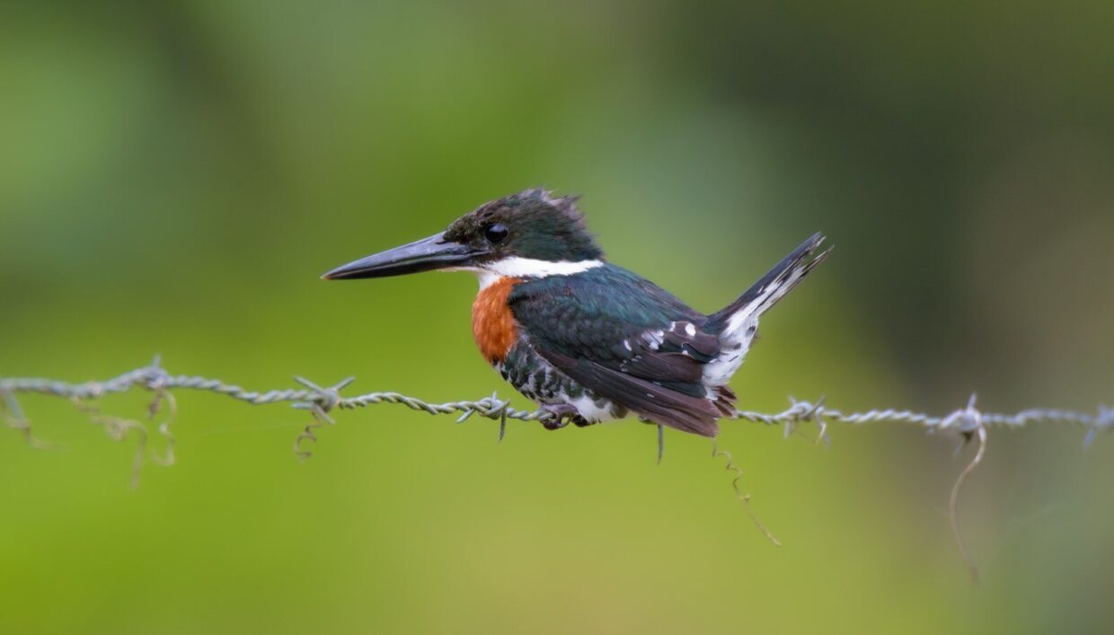 Amazon Kingfisher
