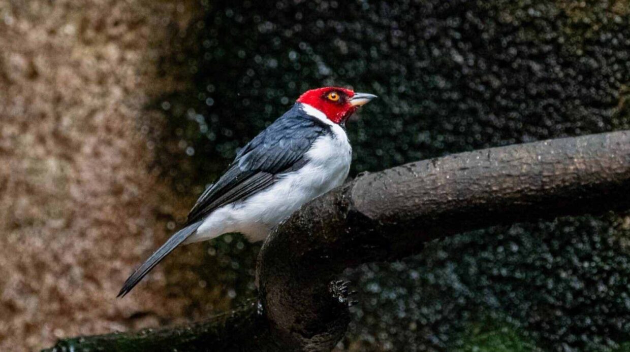 Red Capped Cardinal