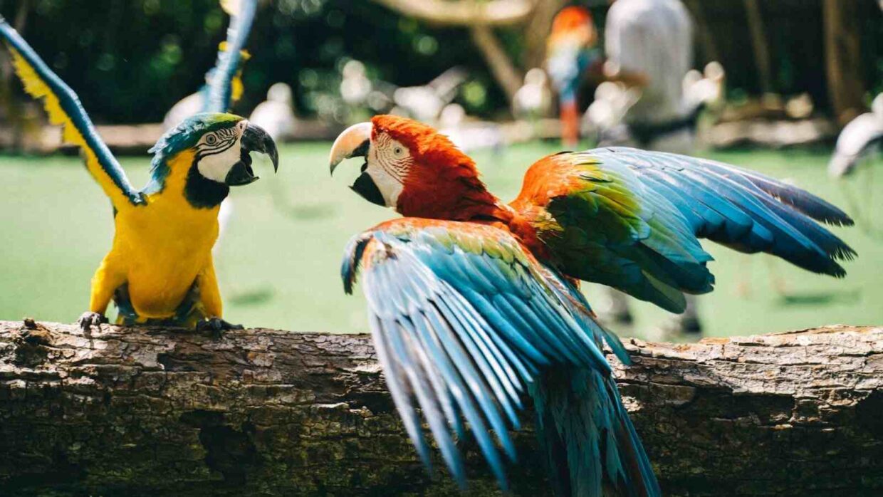 aves de la selva