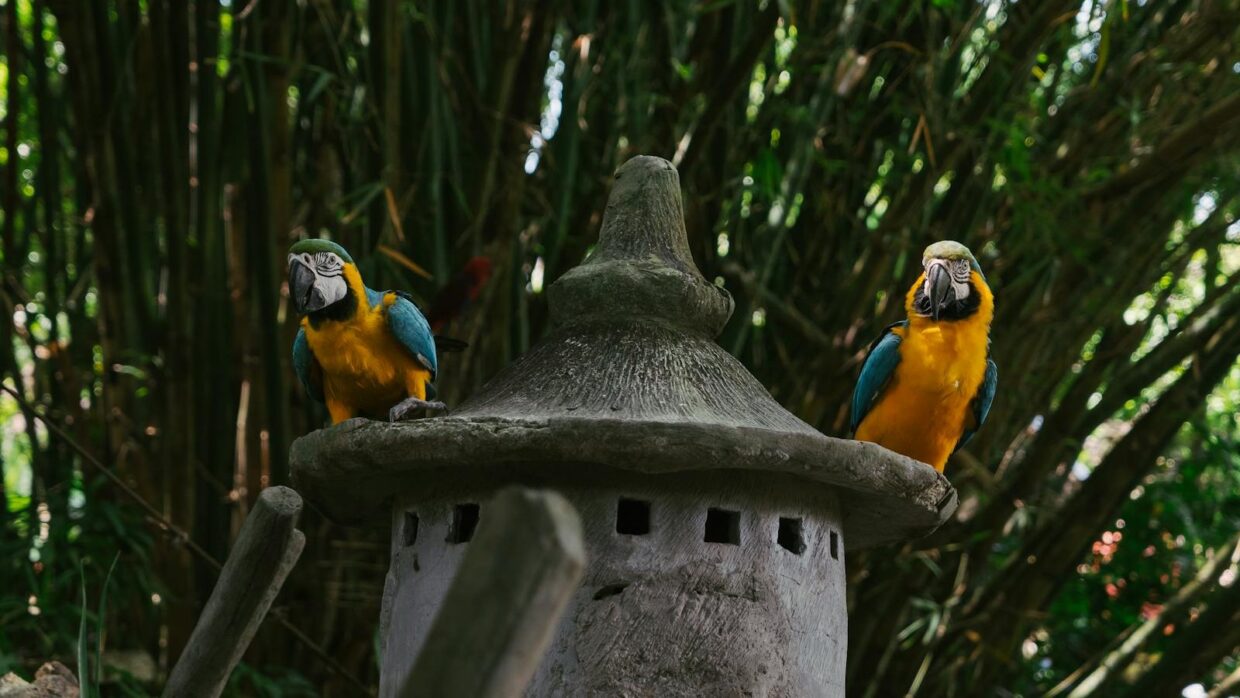 aves en peligro de extinción