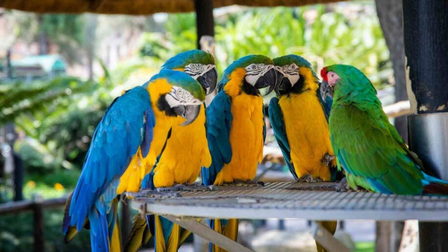 tipos de aves