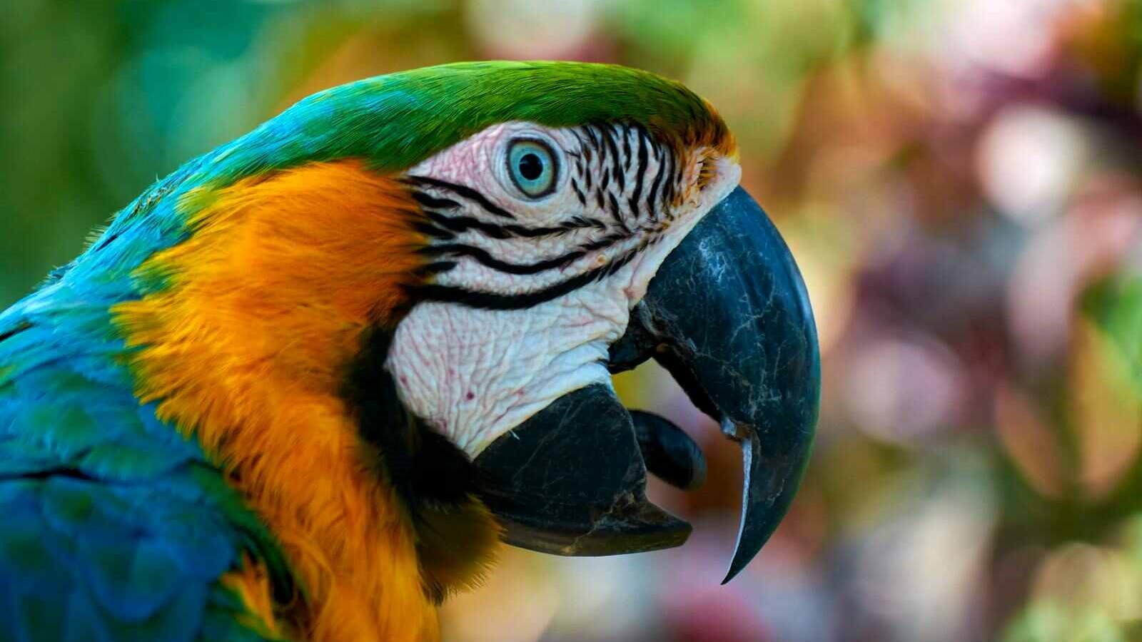 tipos de aves