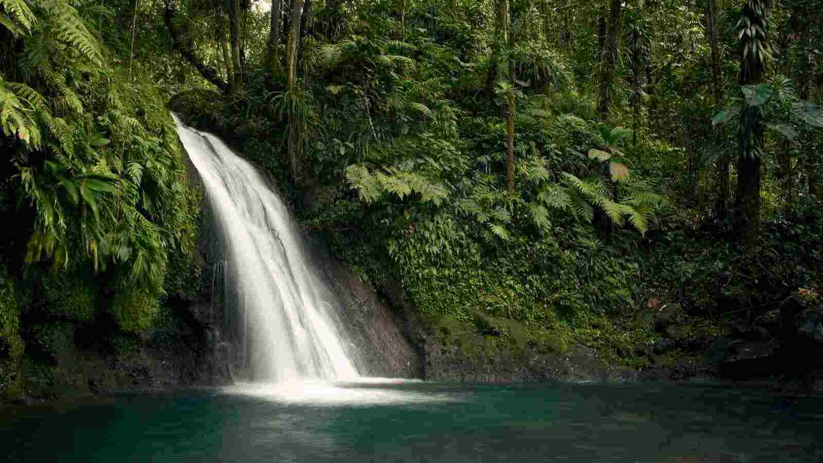 selva peruana