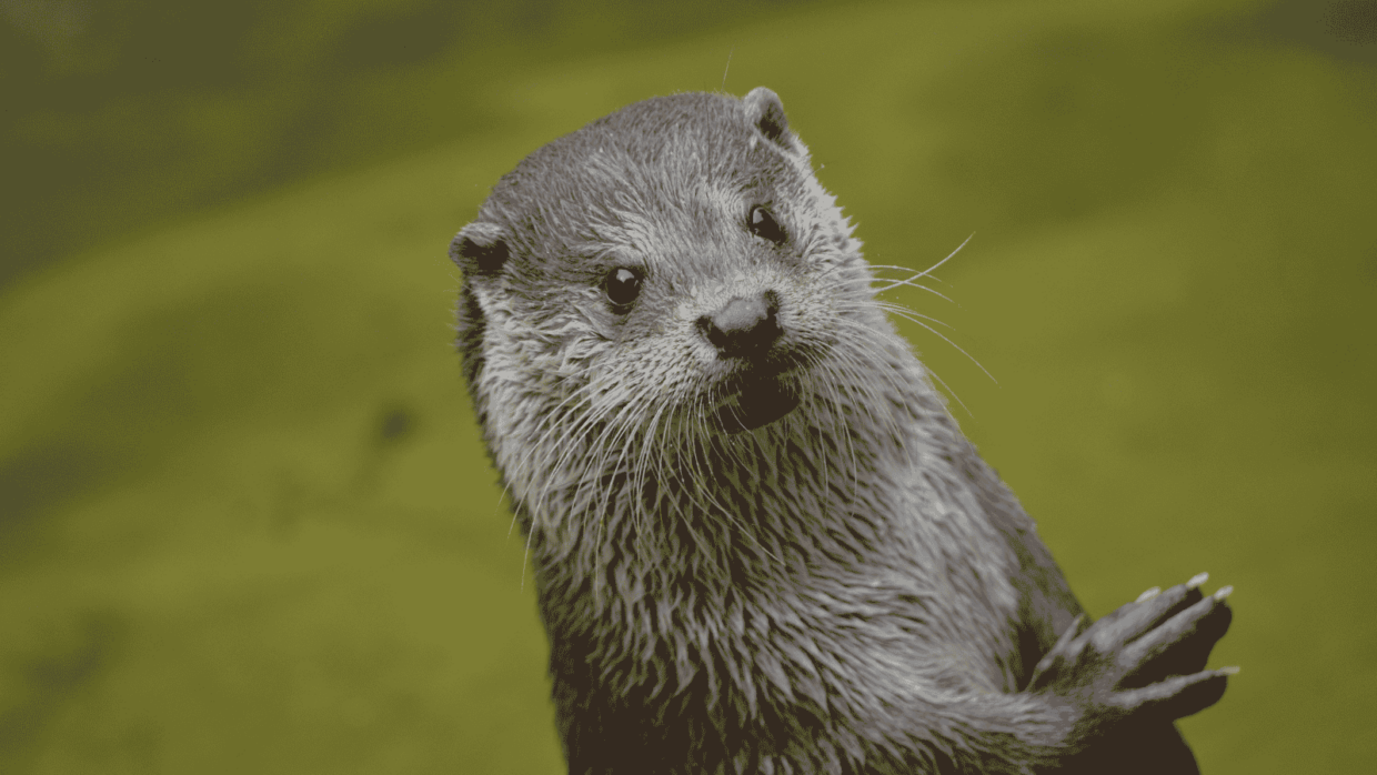 Nutria Gigante: El guardián de los ríos de Puerto Maldonado