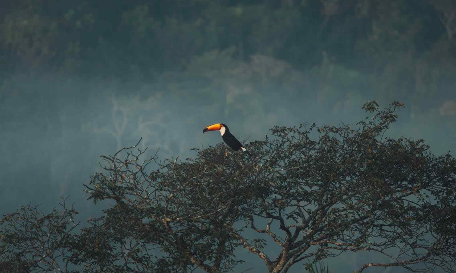 what toucans eat