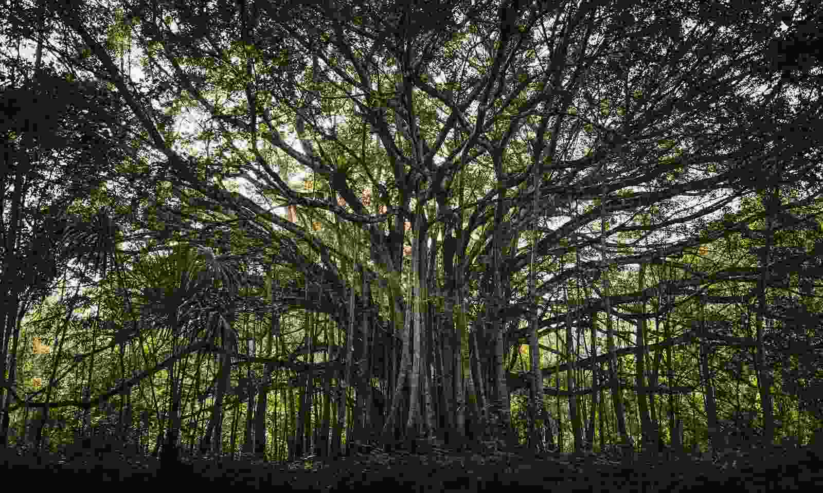 que comen los tucanes