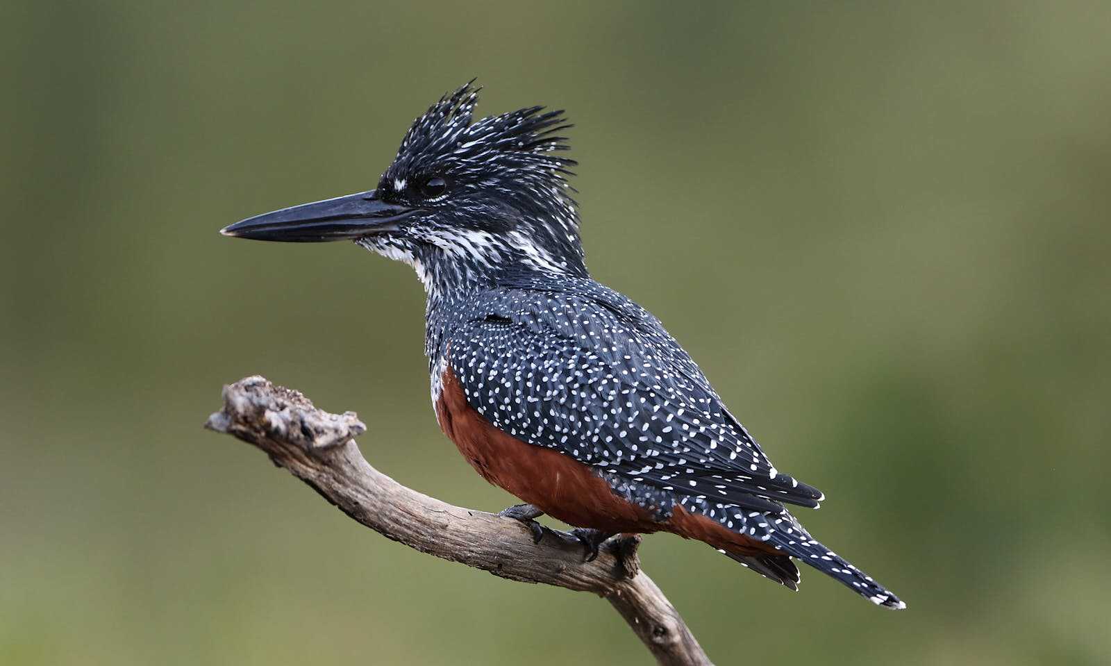 en que consiste el ecoturismo