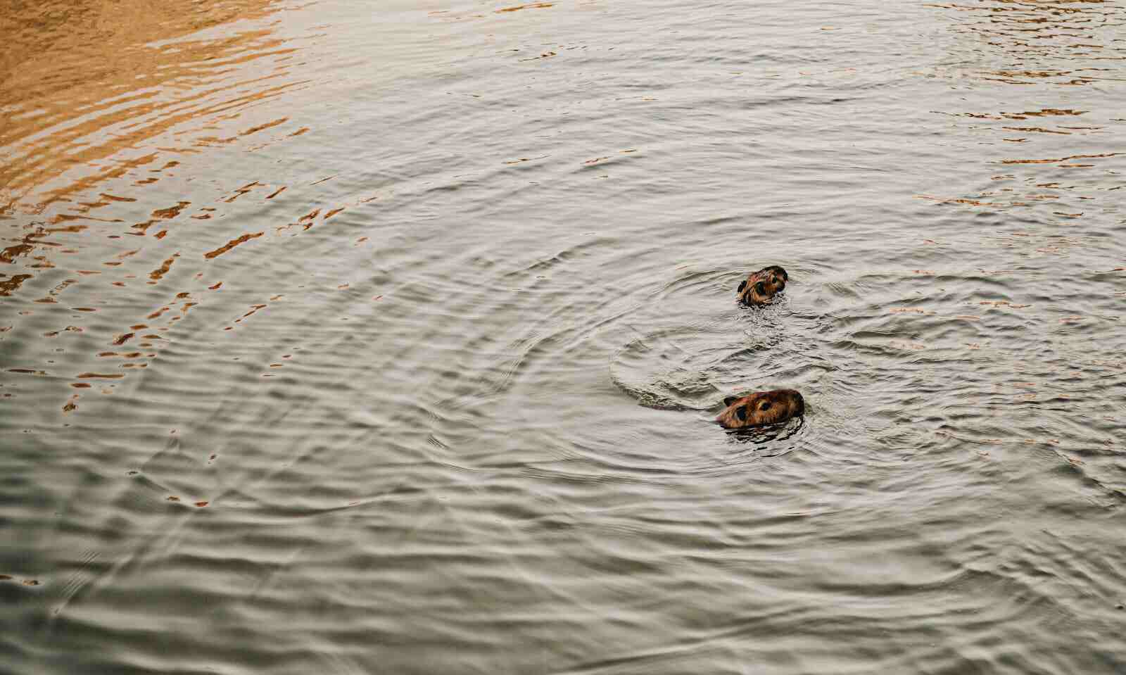 capibara en la selva