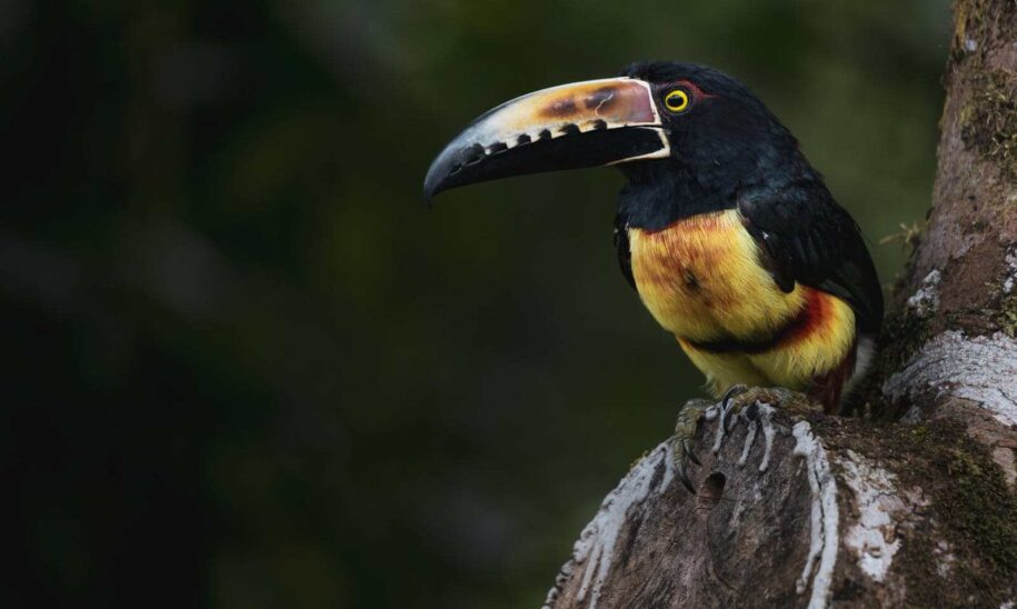 tucan de la selva