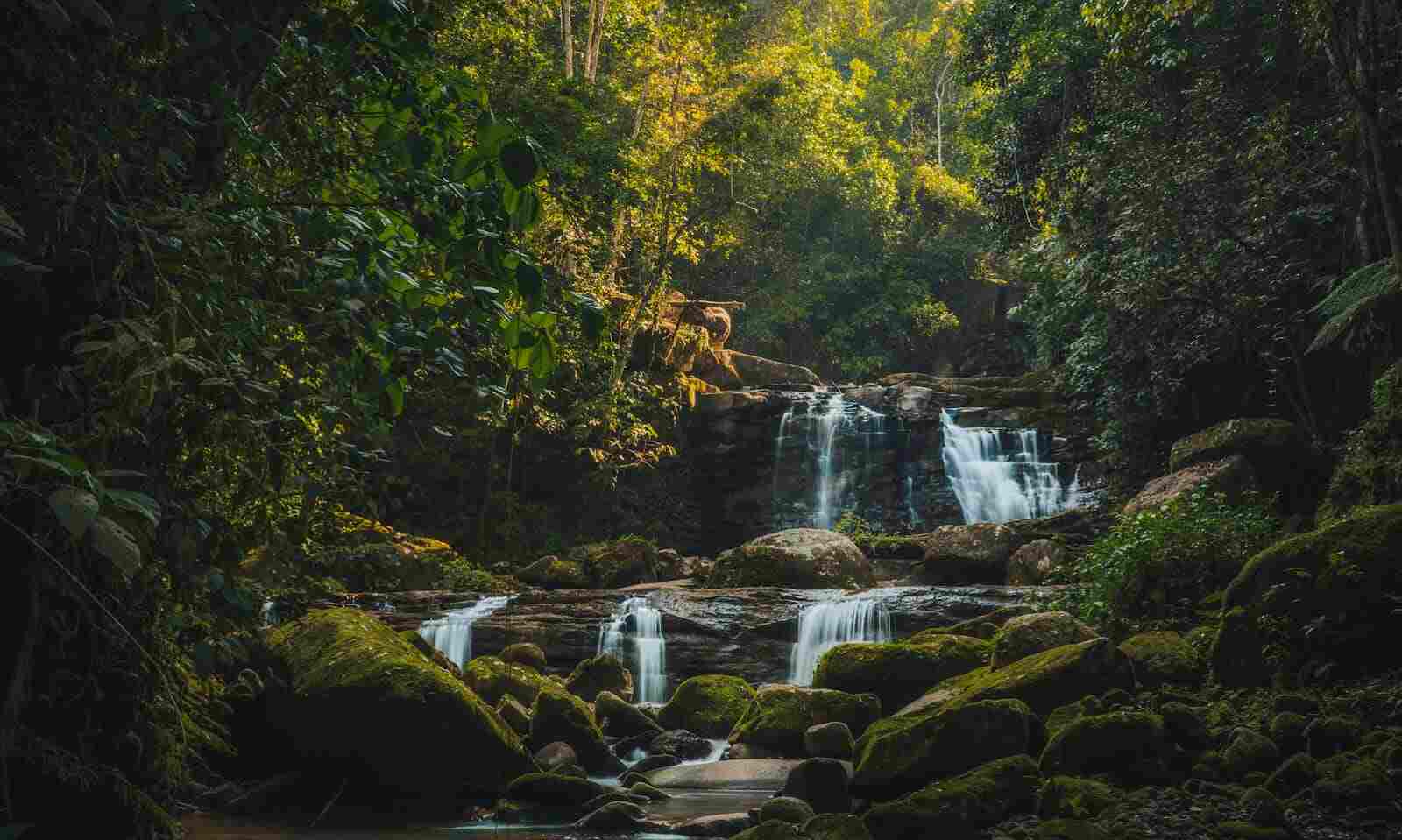 fotografía en la selva amazónica