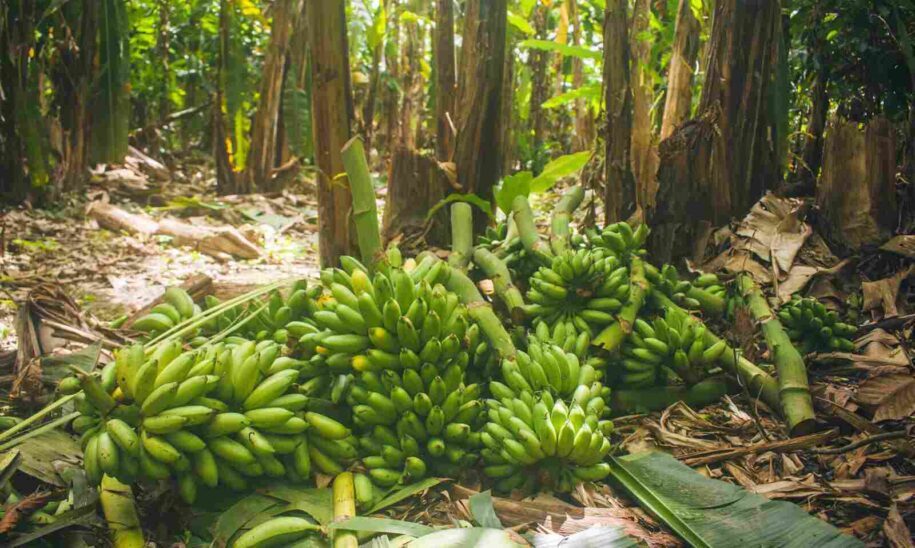 origen del turismo sostenible