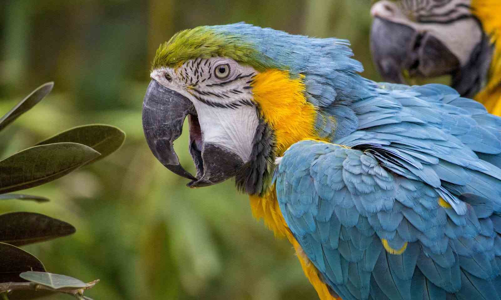 selva peruana
