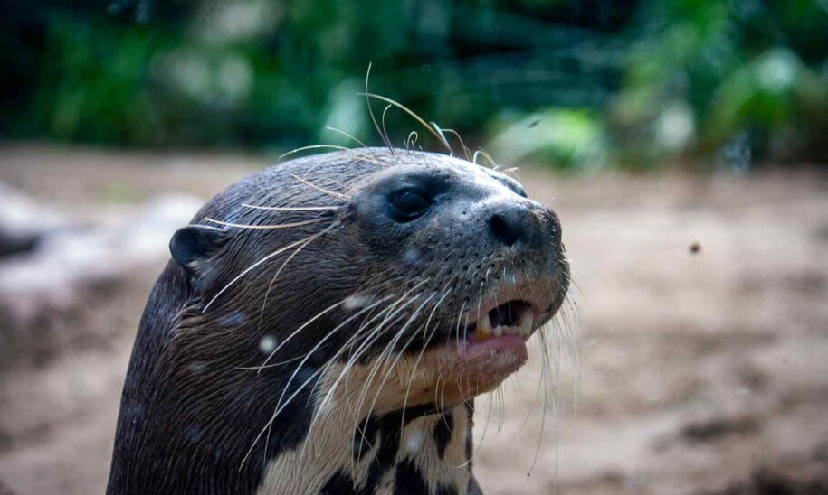 nutria gigante