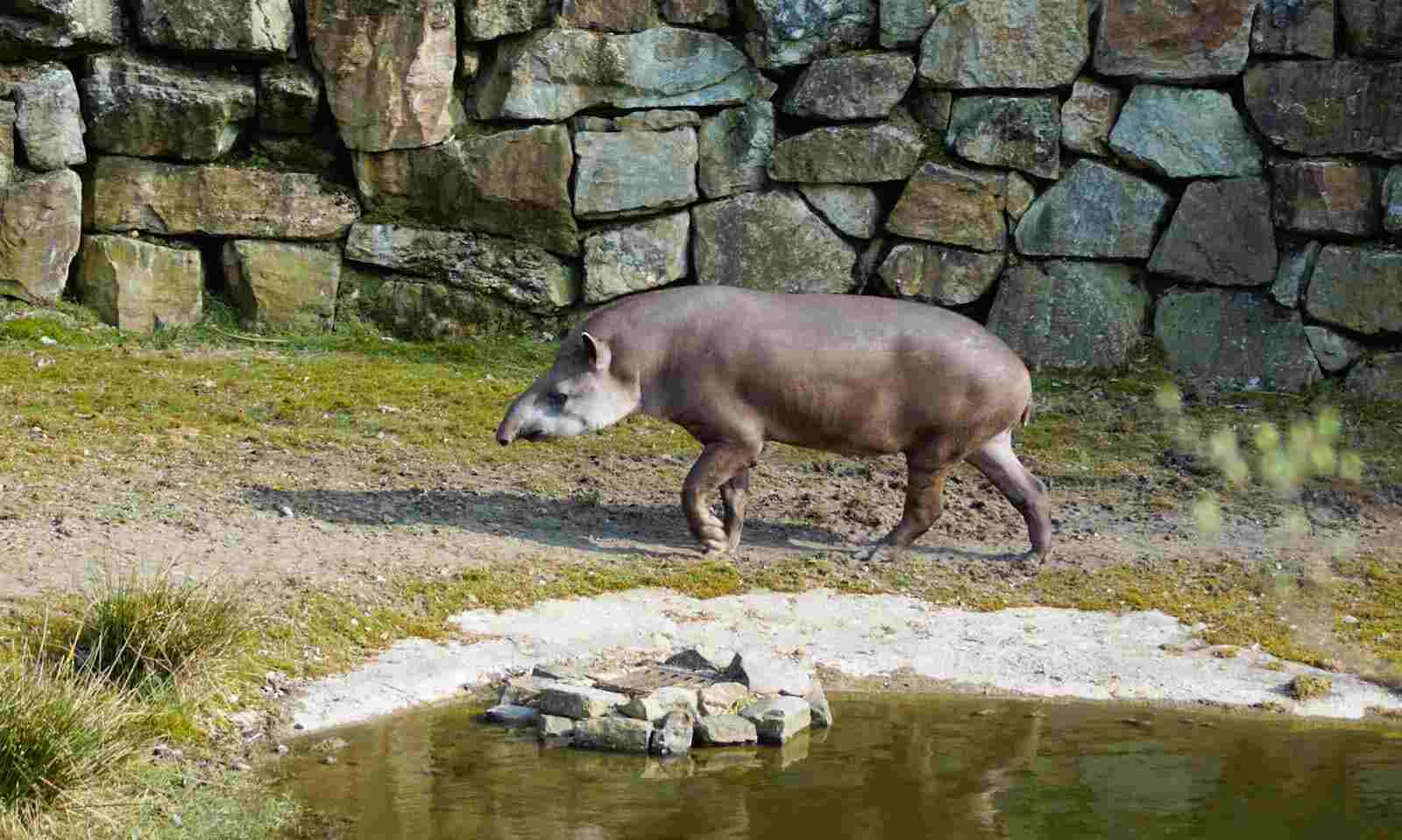 tapir amazonico