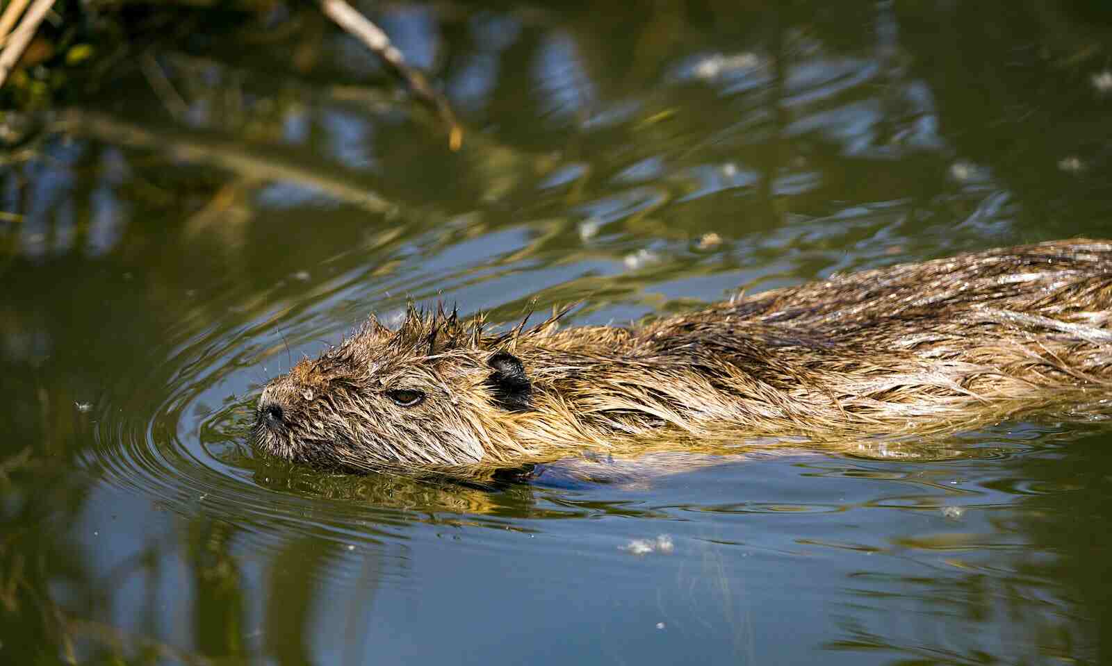 cuanto mide la nutria gigante