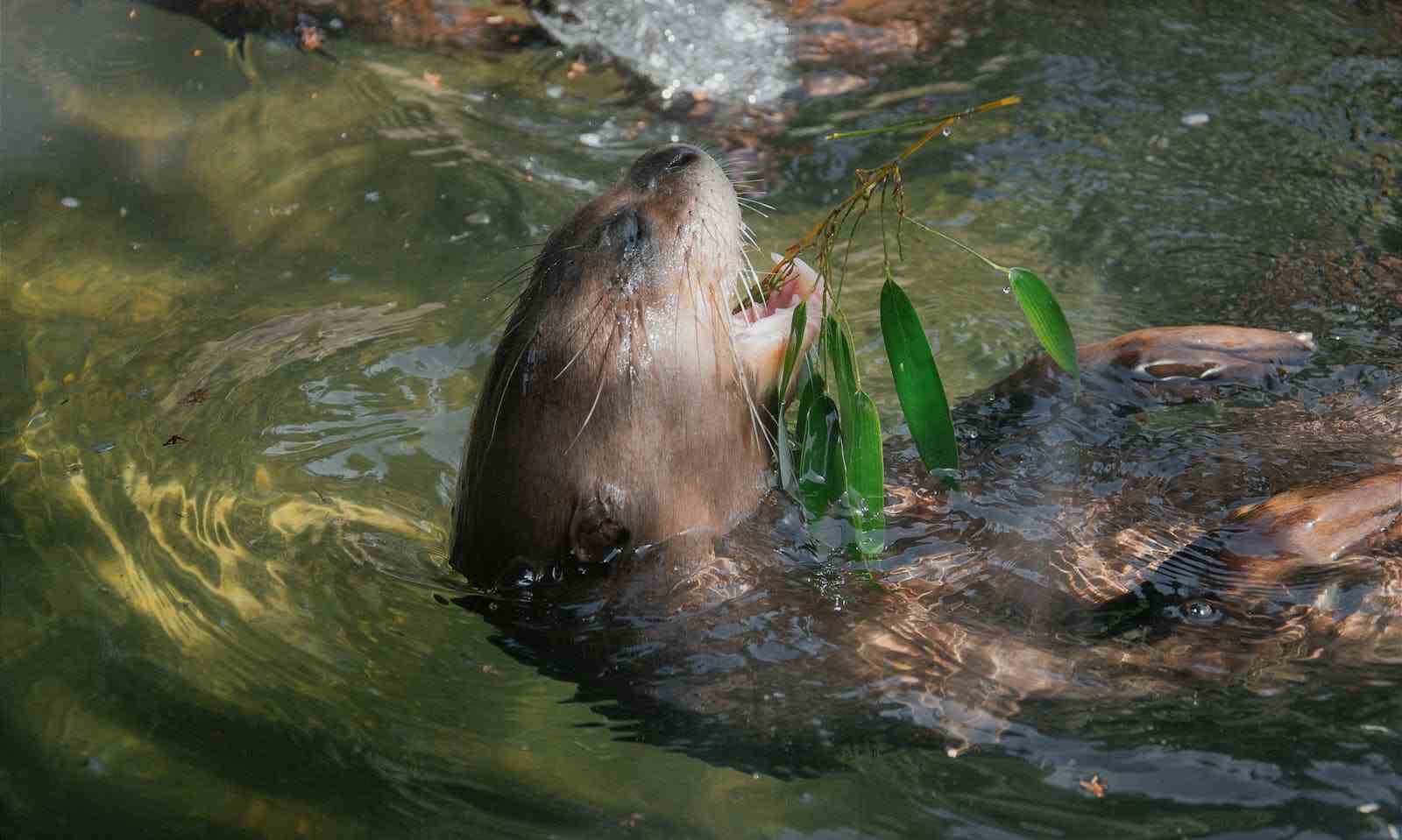 nutria gigante caracteristicas