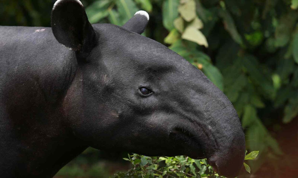 tapir amazonico