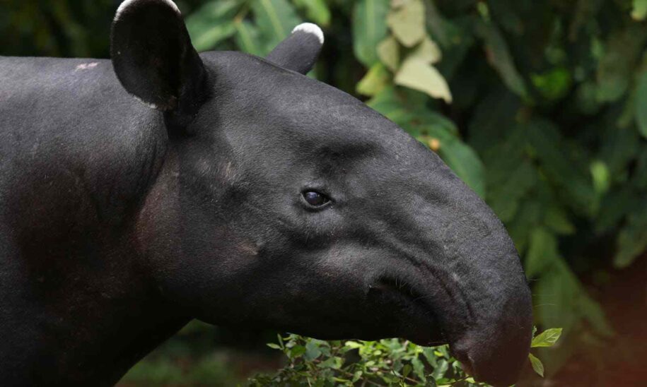 tapir amazonico