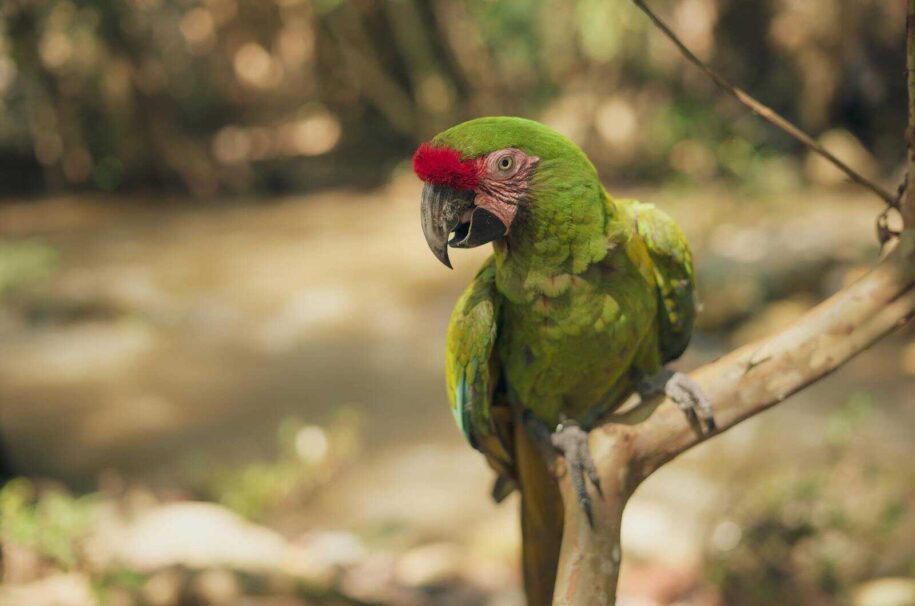 loros de la amazonia