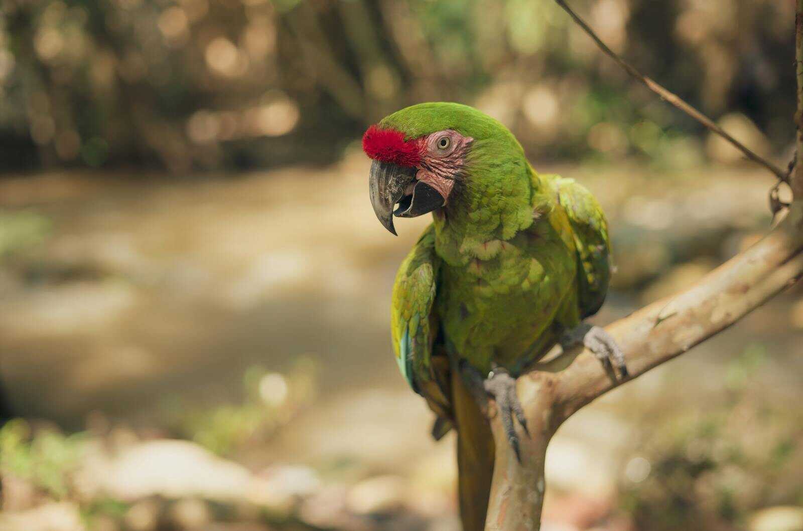 loros de la amazonia