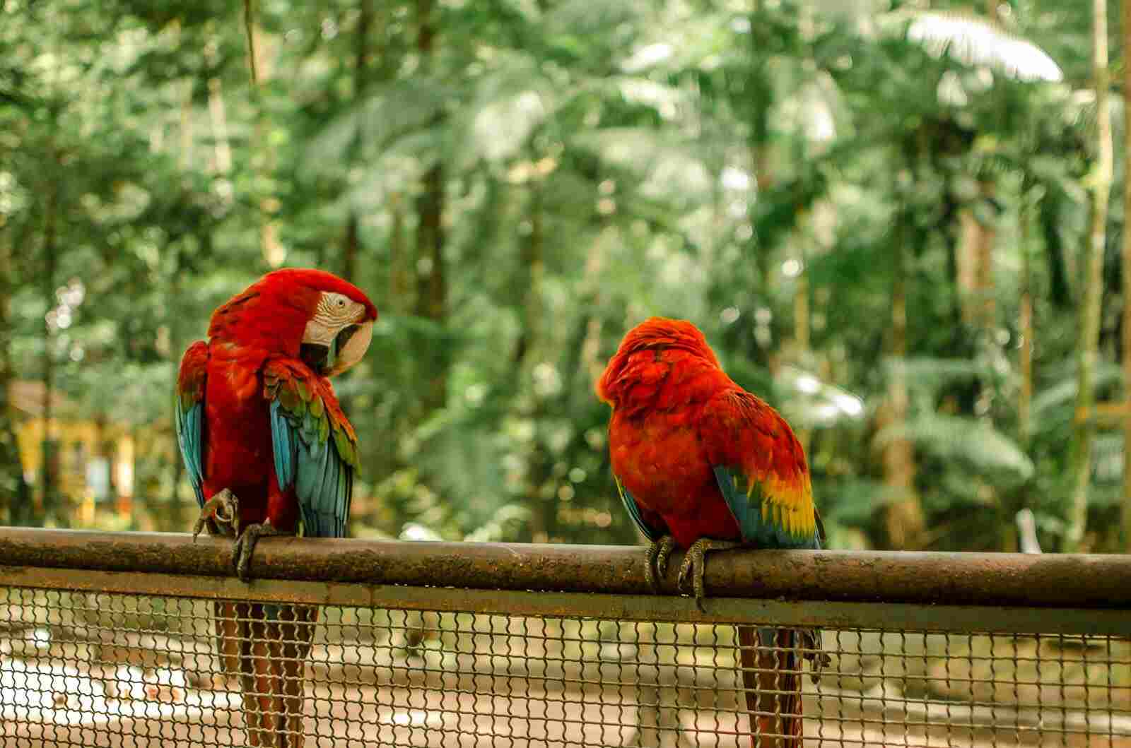 loros de la selva peruana