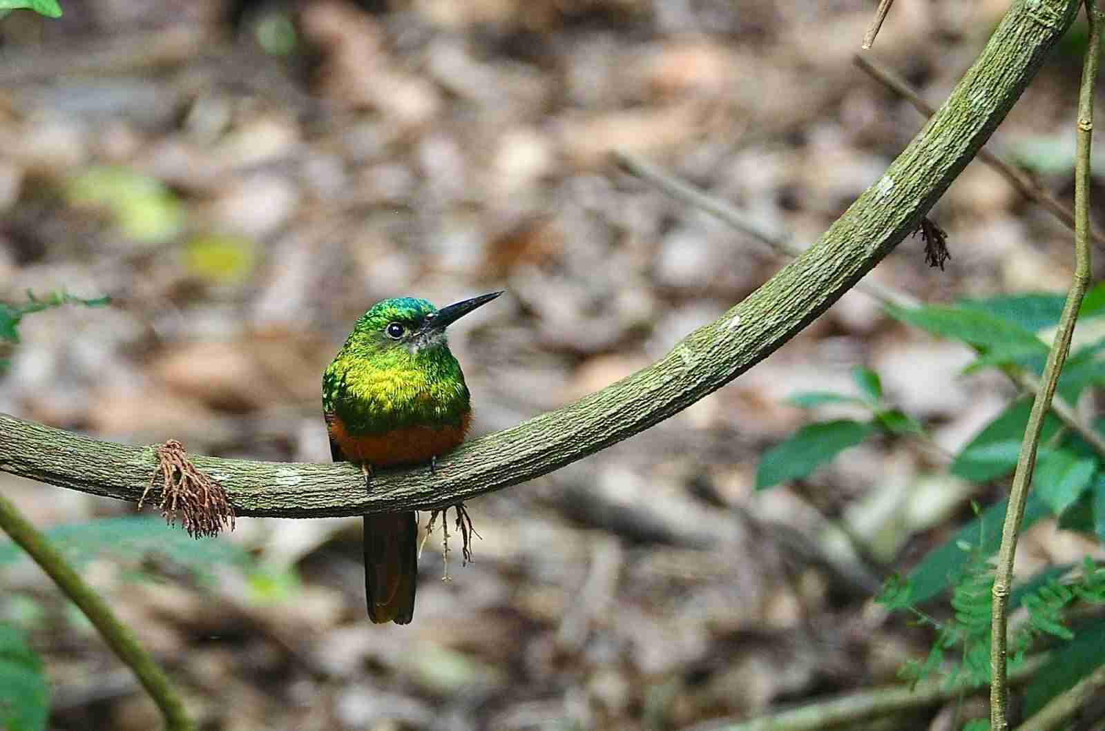 que hacer en puerto maldonado