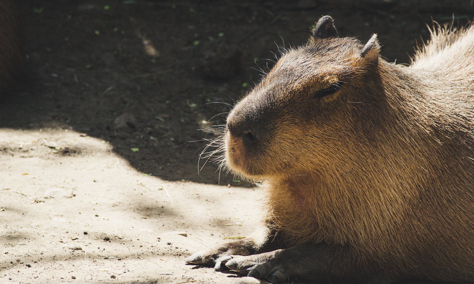 capybaras from