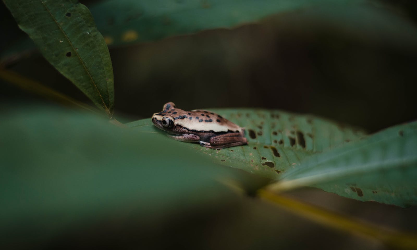 tours in puerto maldonado