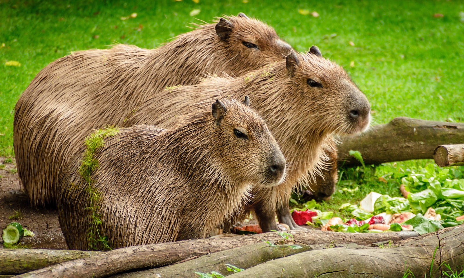 about capybaras