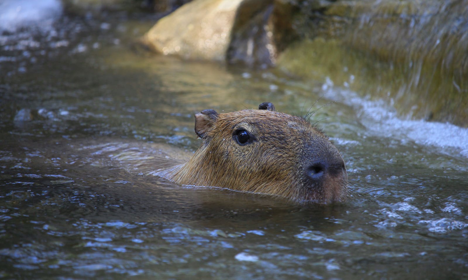 capybaras and crocodiles