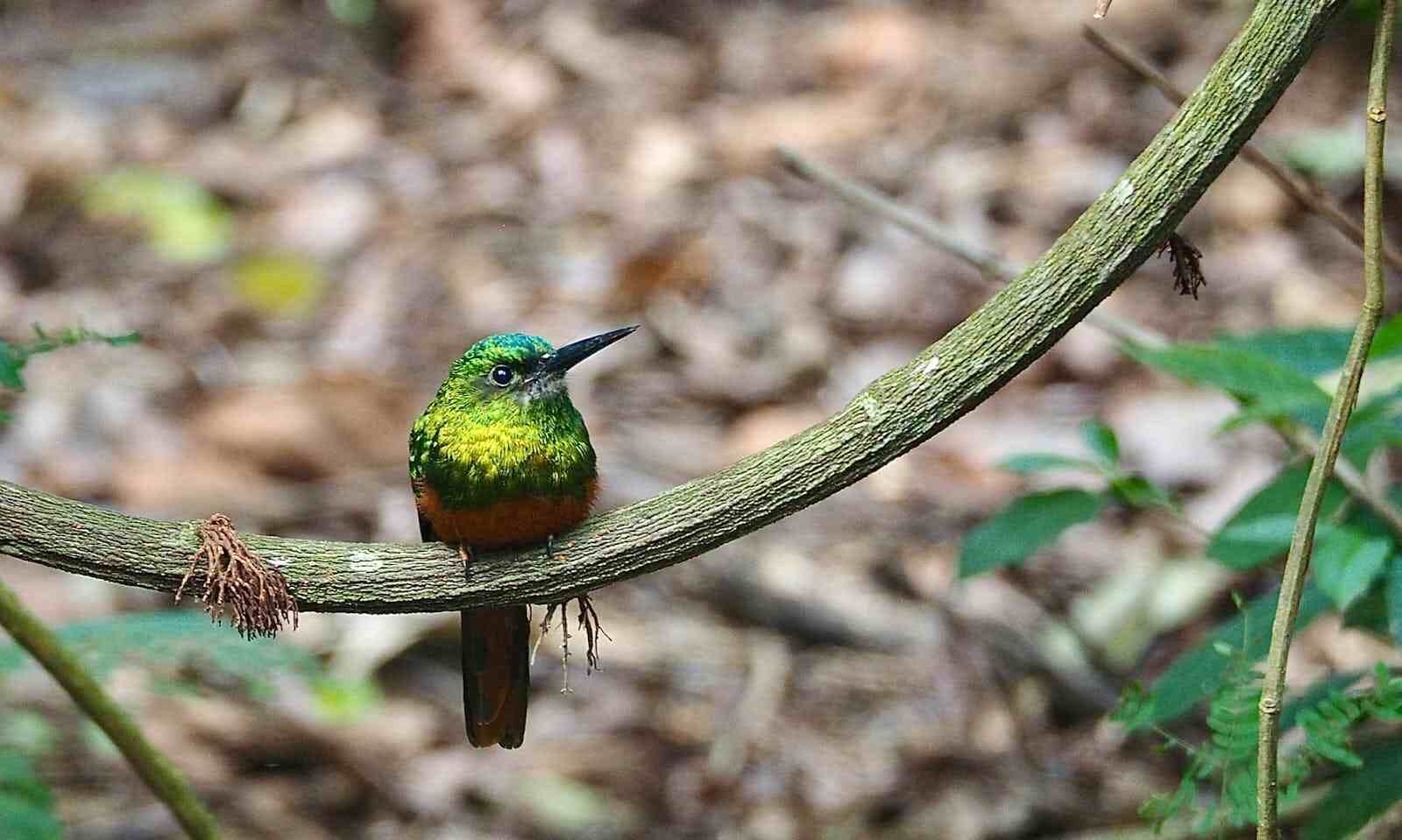 Travel from Cusco to Puerto Maldonado